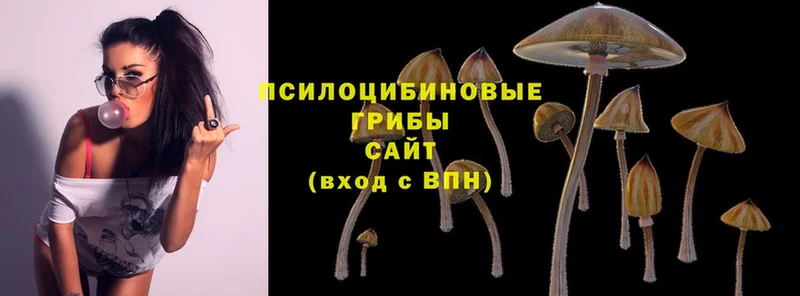 OMG ONION  Вытегра  Галлюциногенные грибы Psilocybe 